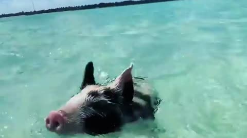 Nadando com os porcos nas Bahamas 🇧🇸🐷 Você nadaria 🇧🇸💦 Vídeo via