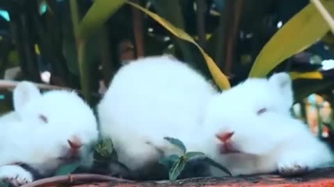 Cute Rabbits and Bunnies Playing