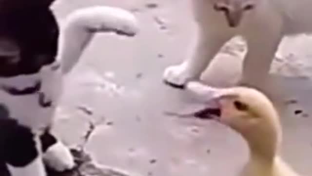 Don’t mess with the duck