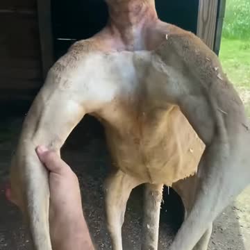 Meet the strongest kangaroo in the world