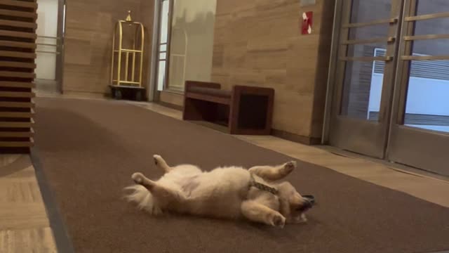 Leo Plays Dead in the Lobby