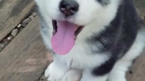 Three one-month-old Husky Babies