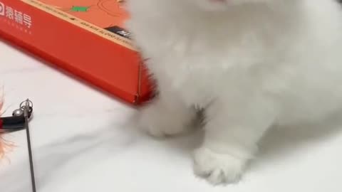 So cute😻cats