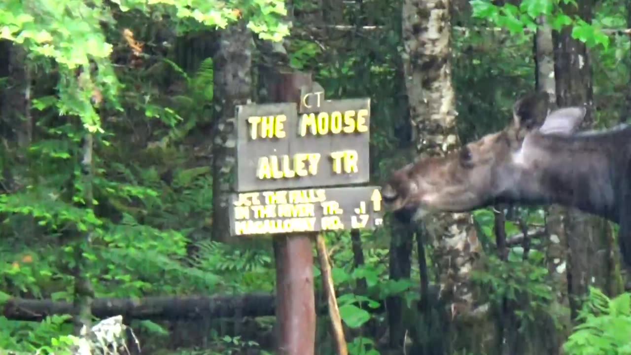 Moose on the Loose