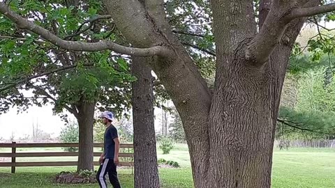 Tree to tree