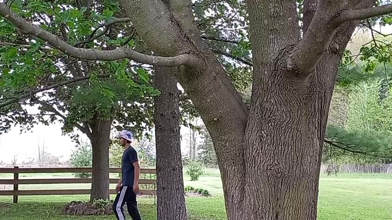 Tree to tree