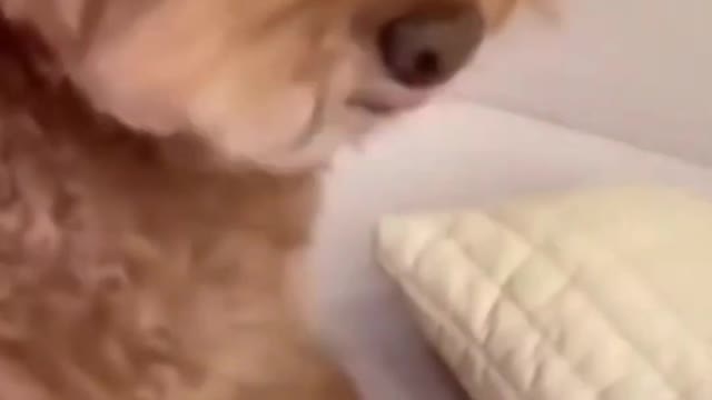 Funniest Dogs And Cats Videos is the sixteenth most humorous animal video of 2022 #2