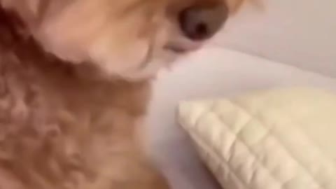 Funniest Dogs And Cats Videos is the sixteenth most humorous animal video of 2022 #2