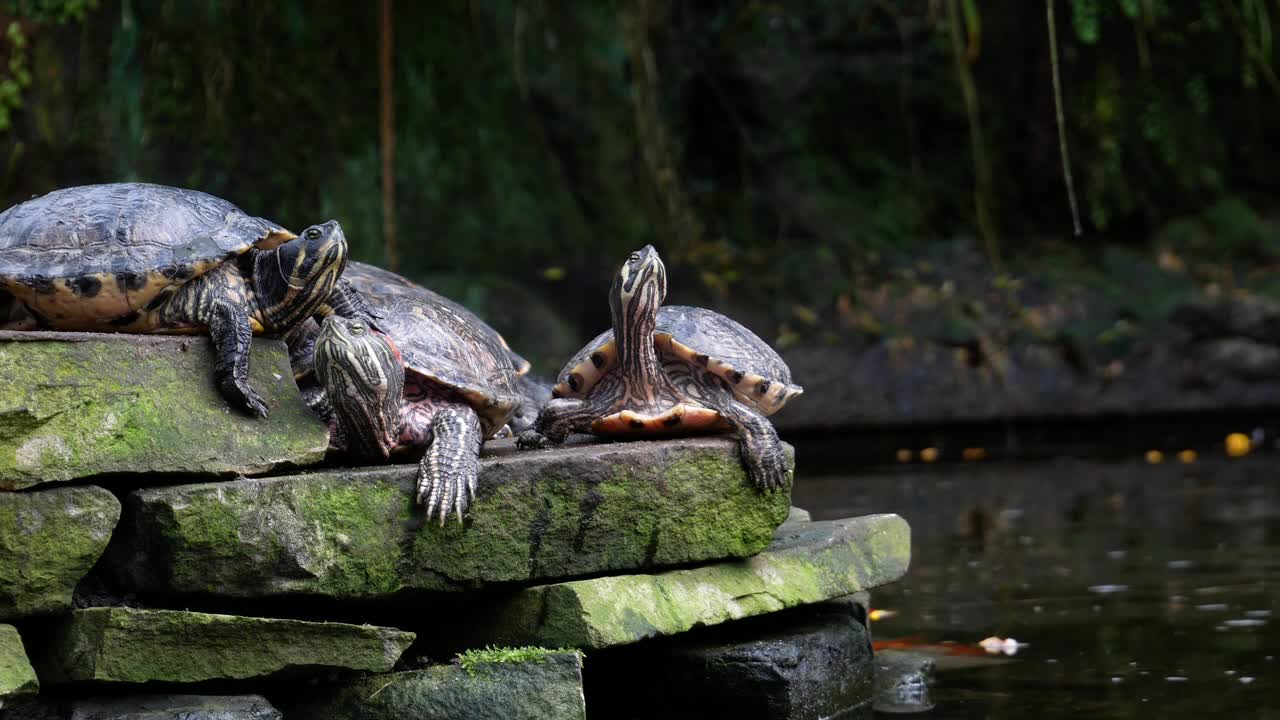Turtles Water Animals Reptile Nature Tortoise