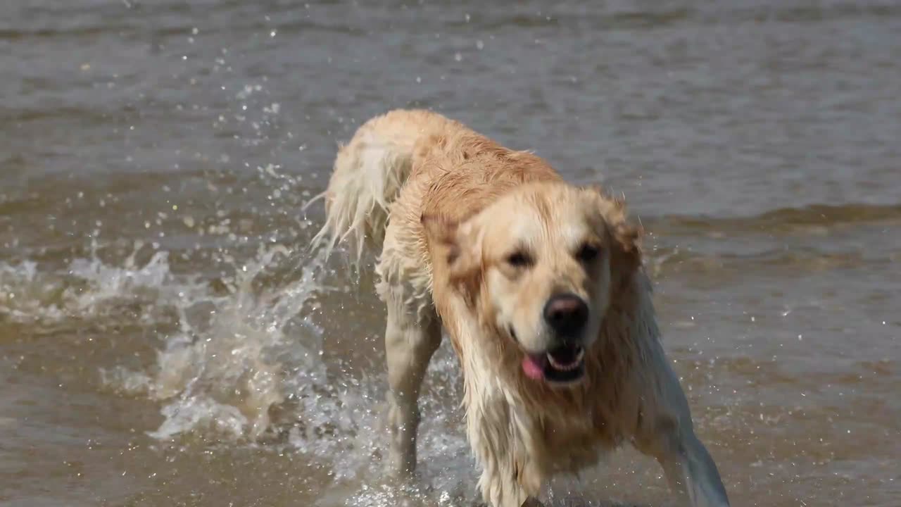 Dog in the Sea 🐕