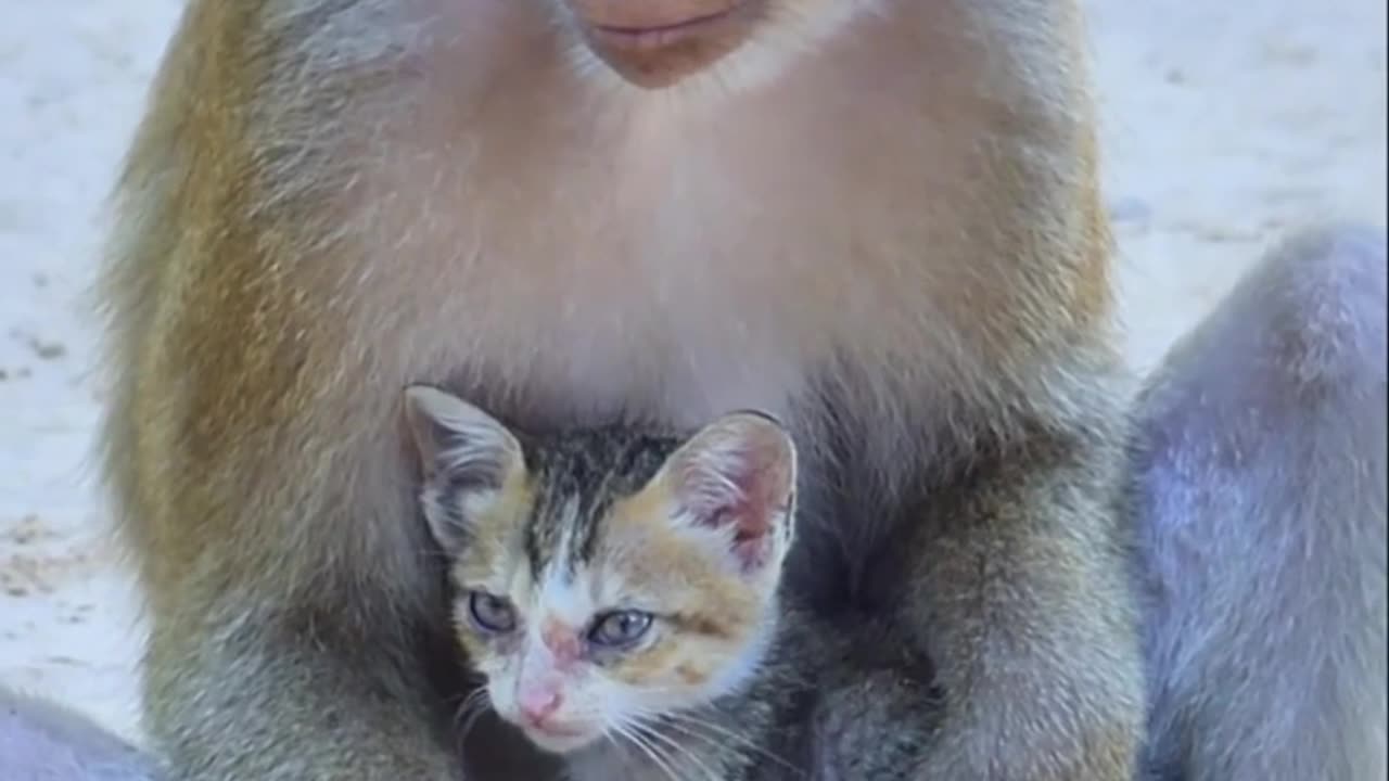 Cute cat and her monkey friend