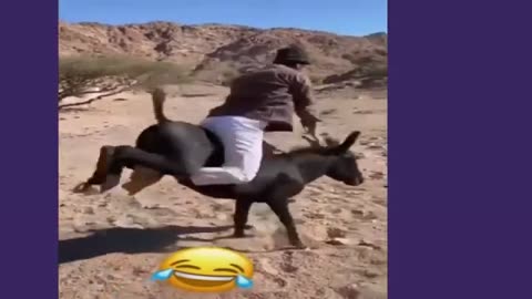 الموت ديال الضحك 🤣😂 حمار يركل صاحبه