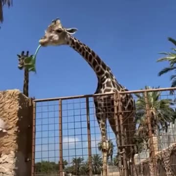 This is sooo funny video