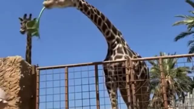 This is sooo funny video