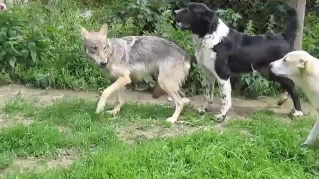 Animal fight scene video