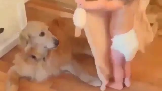 The dog is afraid of catching cold