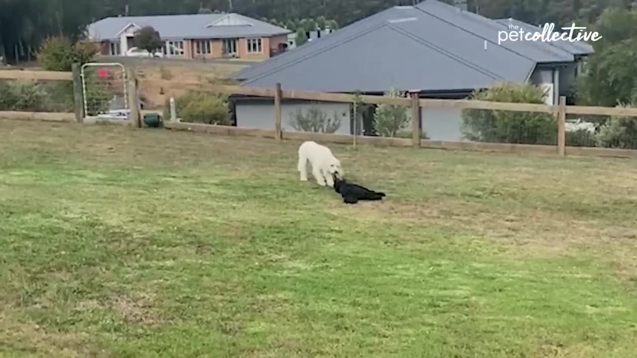 Try Not to Laugh Challenge
