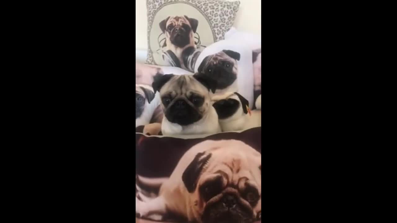 Stealthy pug hides in sea of pug merchandise