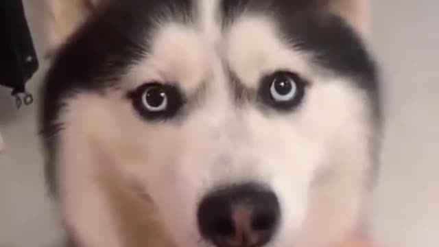 Dog Video Memes At This Video