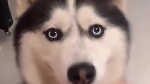 Dog Video Memes At This Video