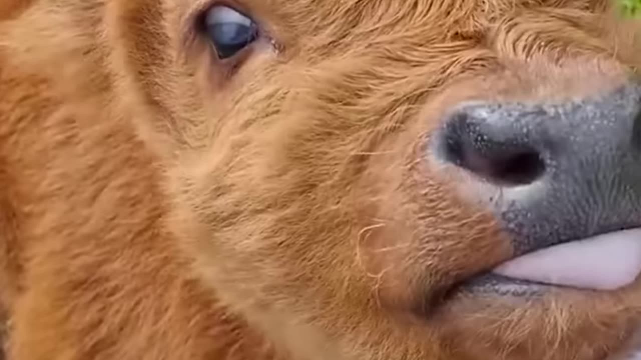 too cute to handle