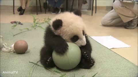 Compilation of Cute Baby Pandas Having Fun - Try Not to Laugh!