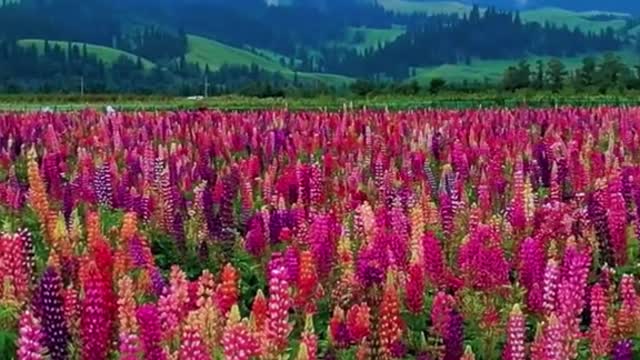 #redflower #purpleflower #clouds #moutains #sky #tiktok #foryou #andGO #beauty #scenery