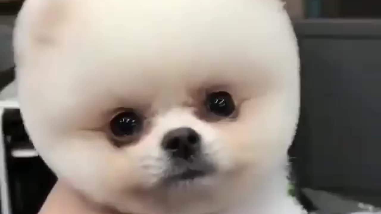 Cute puppy