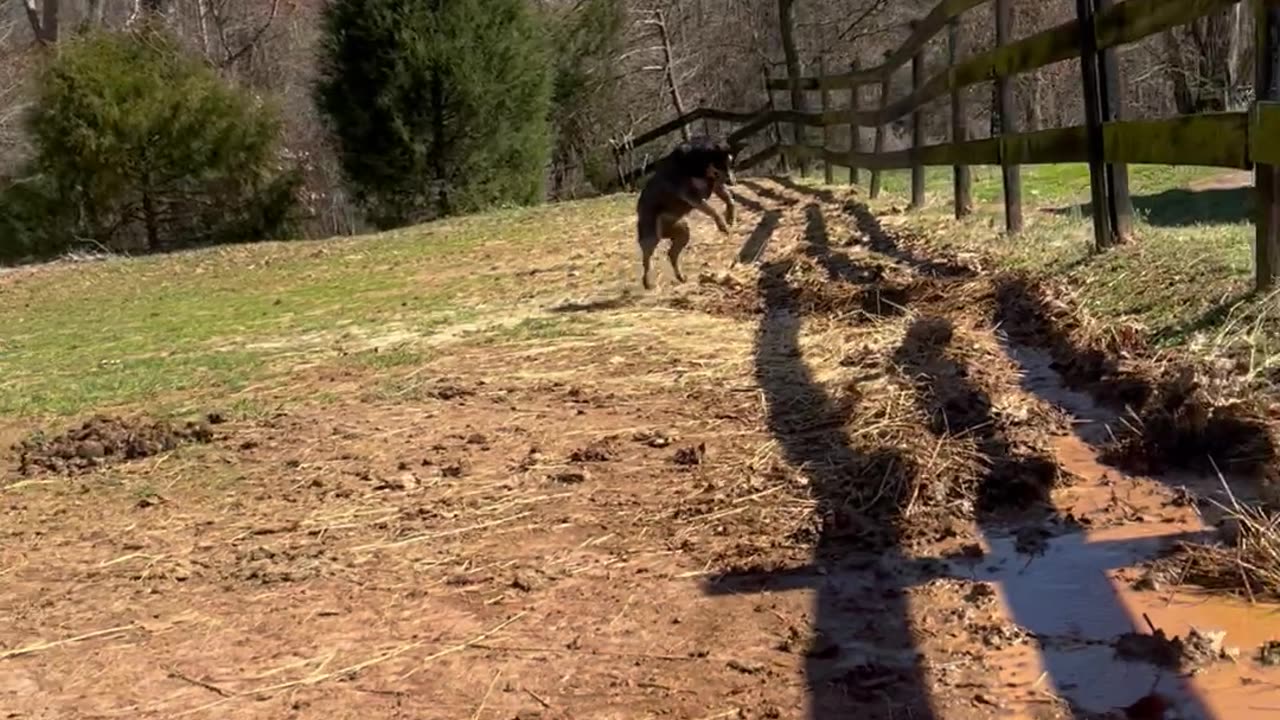 Sissy The Excited Australian Cattle Doggie