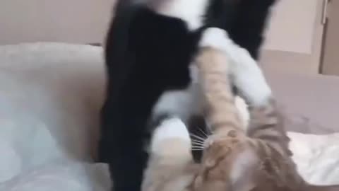This Funny Cat is Driving Everyone Crazy: You Won't Believe What It Does!