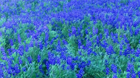 Flora Lupines