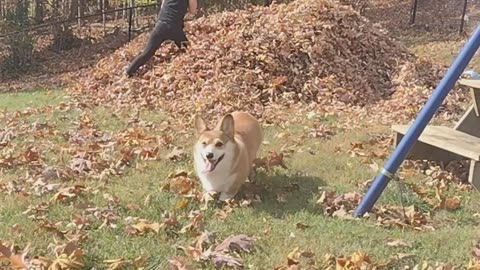 Corgi Leaps Into Leaf Pile