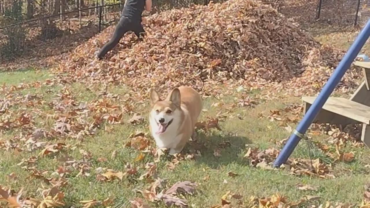 Corgi Leaps Into Leaf Pile