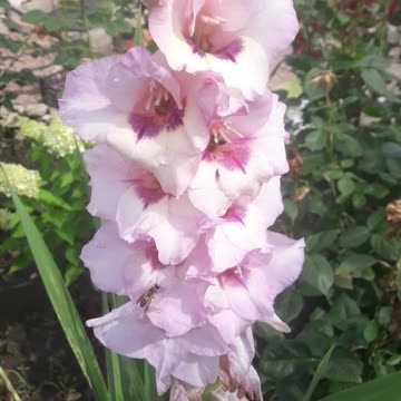 Gladiolus blossomed