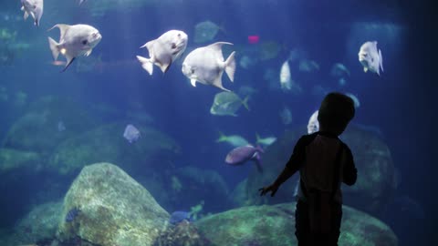 Kid Enjoying Aquarium