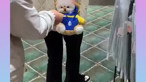 Cute and Funny Dogs video😍 #dogs #dogsvideo #puppy #puppylove #puppies #pupp