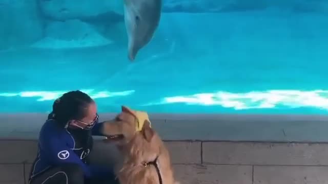 Dolphin's photobomb