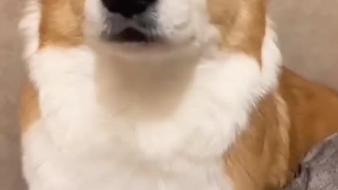 Keji is really funny. Does your dog respond to this