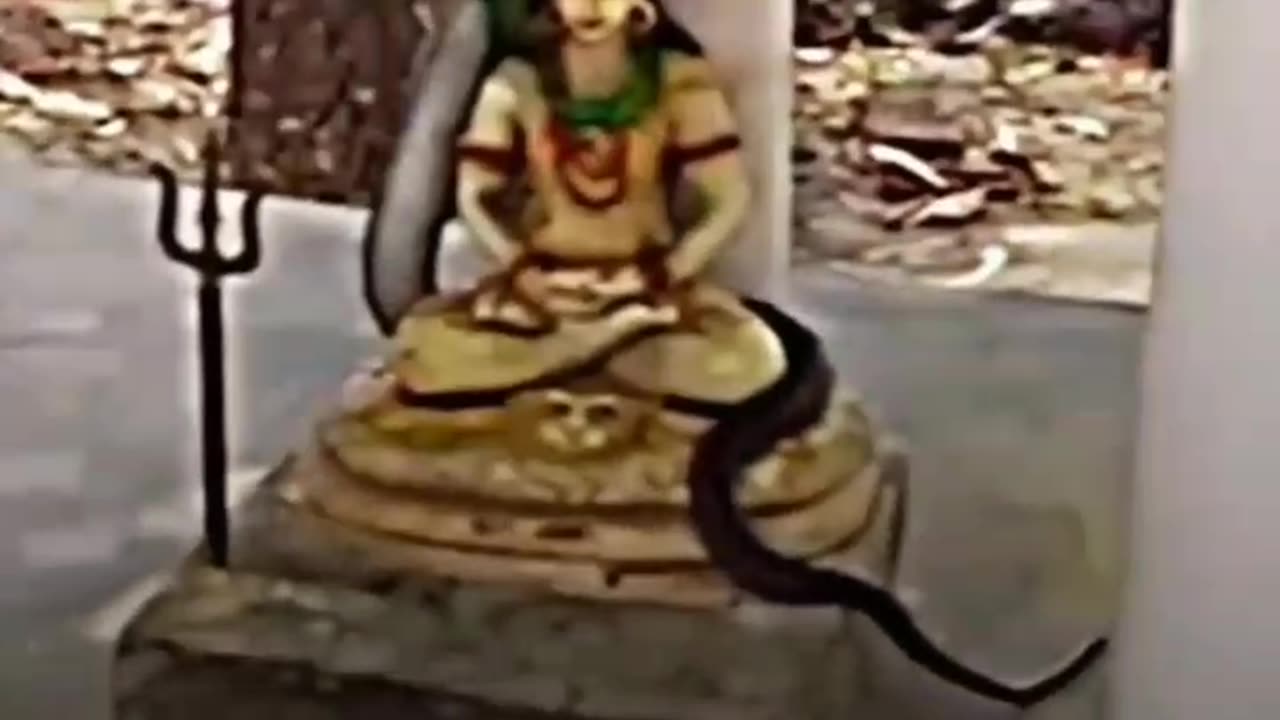 #Shiv Shankar #snake video