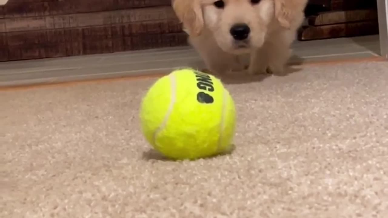 Puppy VS Tennis Ball!