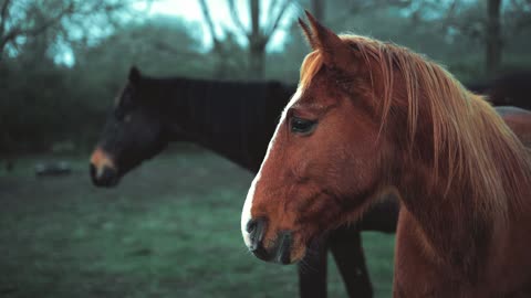 Maye 🐎 horse