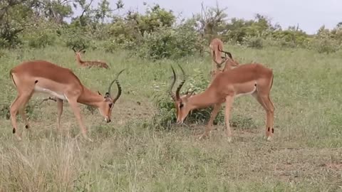 Heartbeast antilope in africa