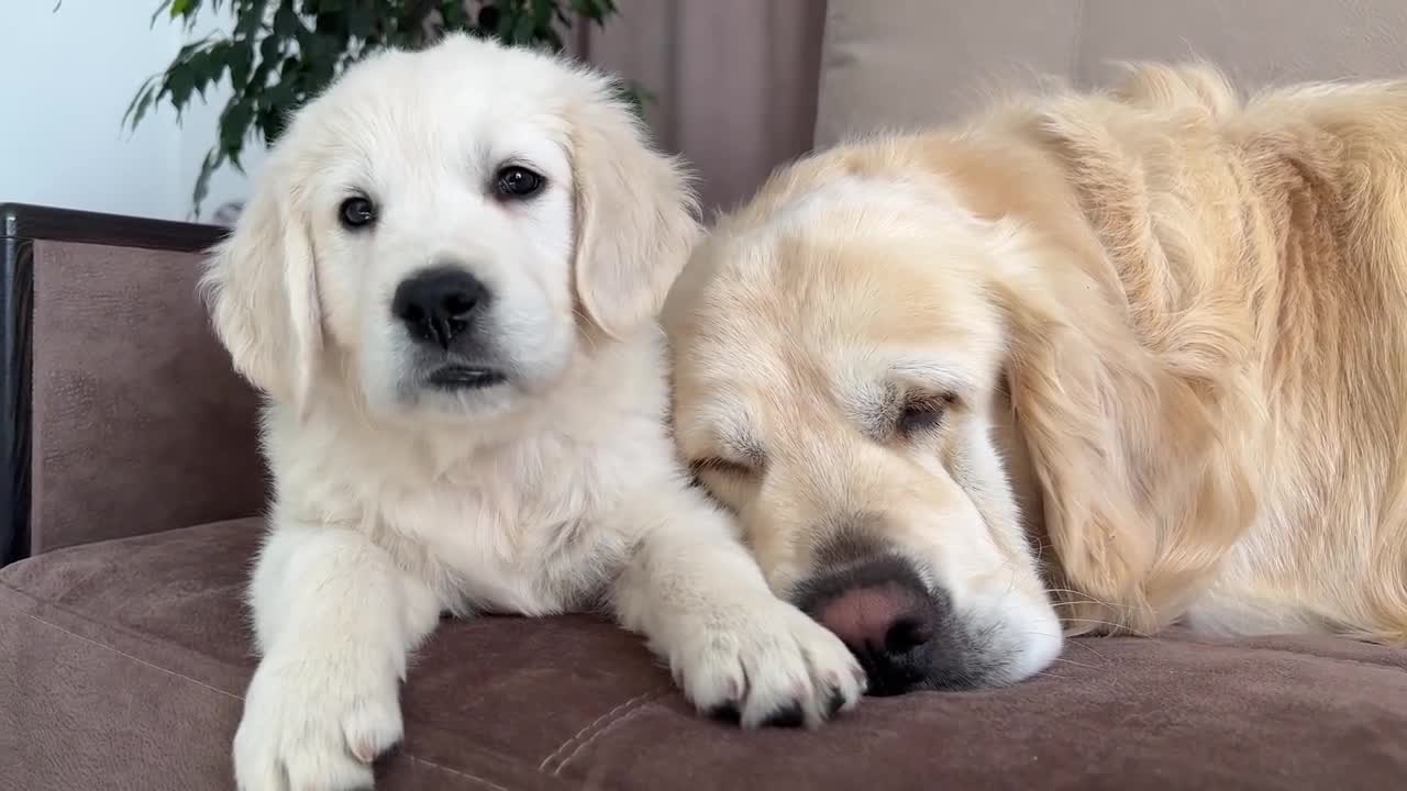 How a Puppy and a Golden Retriever Fight Against Sleep