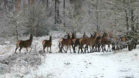 Herd of deer