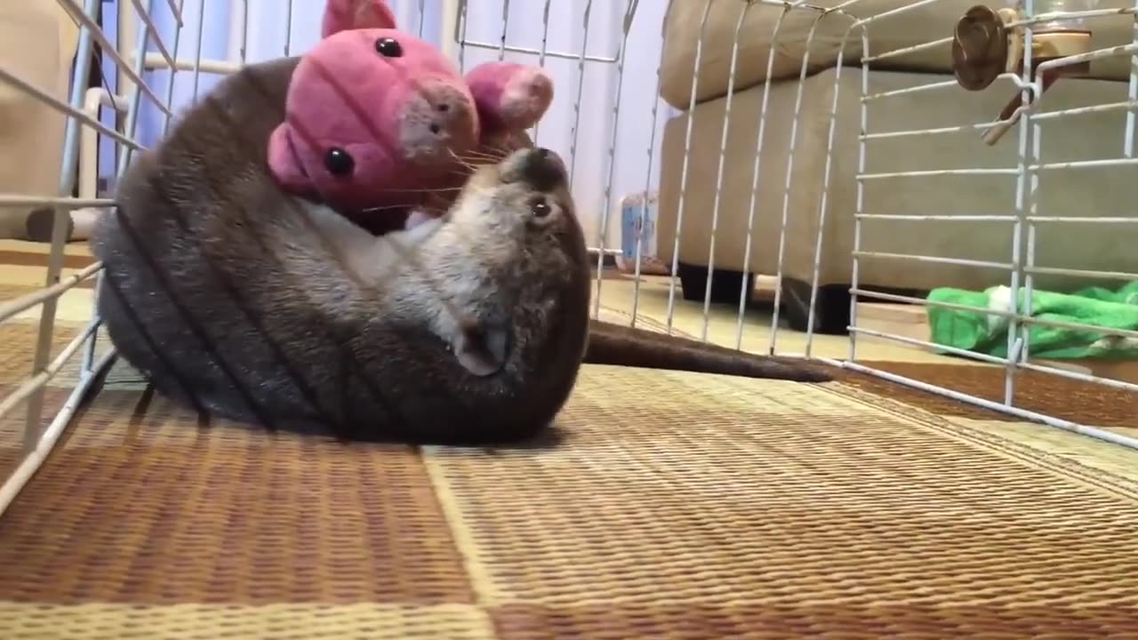 Otter Can't Fall Asleep Without Cuddling Stuffed Animal