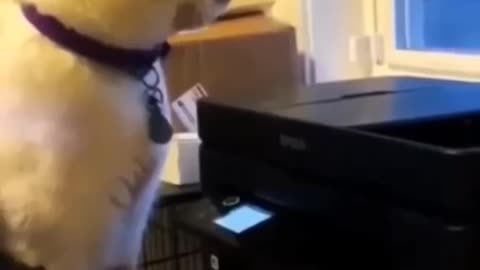 Funny animals part 1