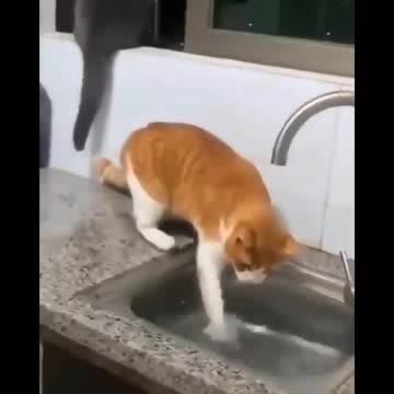 A cat steals a fish very cleverly