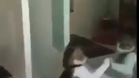 Cat funny dance