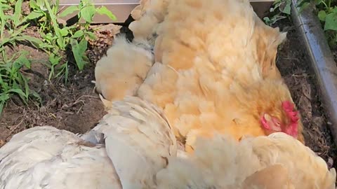 OMC! Chickens living the life! - Chicken lifestyle and hygiene! #chickens #hygiene #shorts