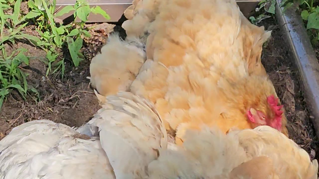 OMC! Chickens living the life! - Chicken lifestyle and hygiene! #chickens #hygiene #shorts